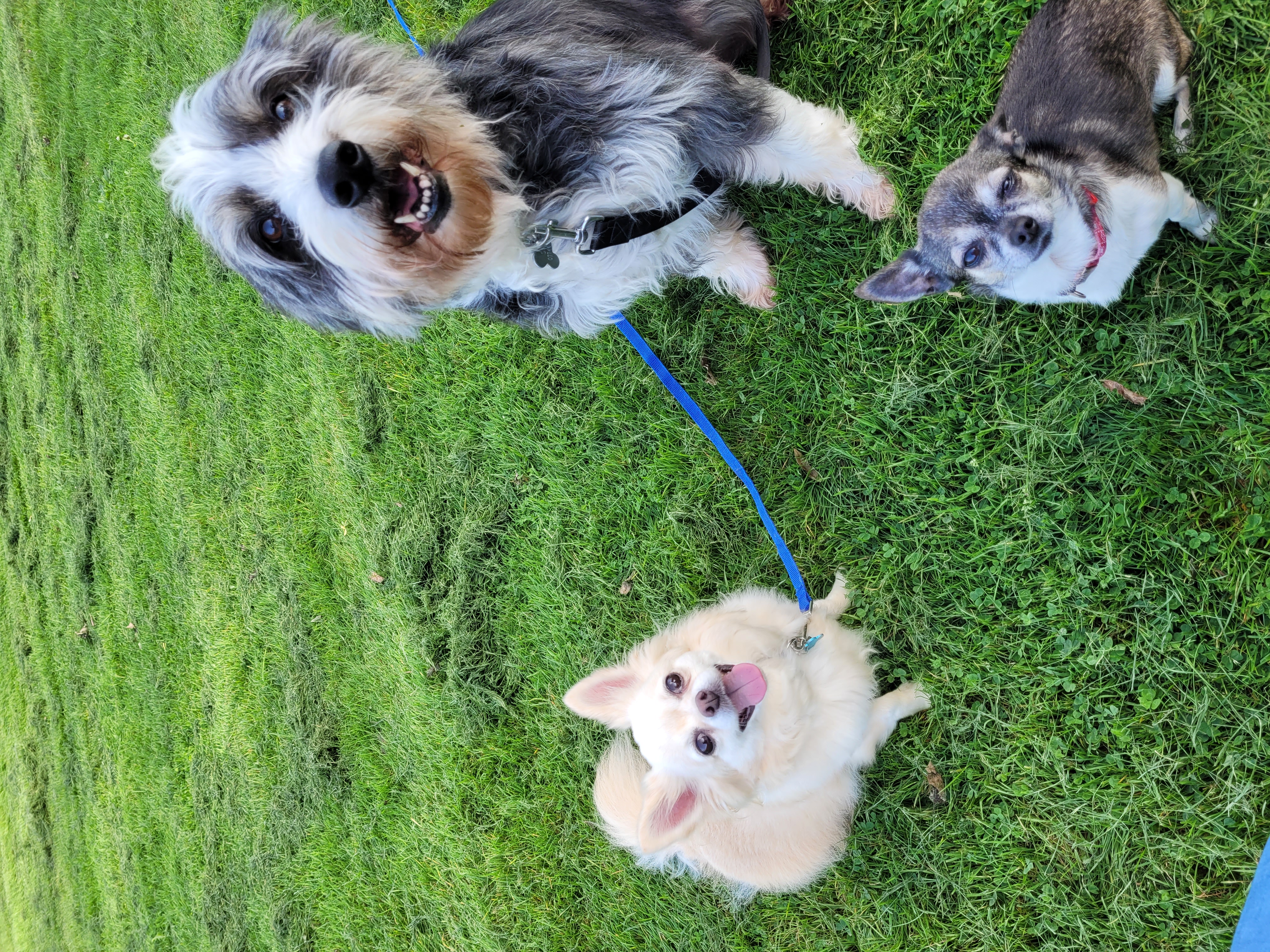 Autumn Walk with Dog